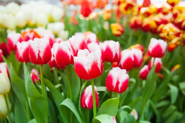 Wiosenne Tło Kolorowych Kwiatów Tulipanów Ogrodzie — Zdjęcie stockowe