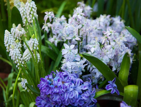 Vår Bakgrund Färgglada Hyacinth Blommor Trädgården — Stockfoto