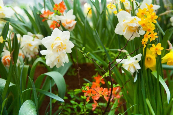 庭の色とりどりの花の春の背景 — ストック写真