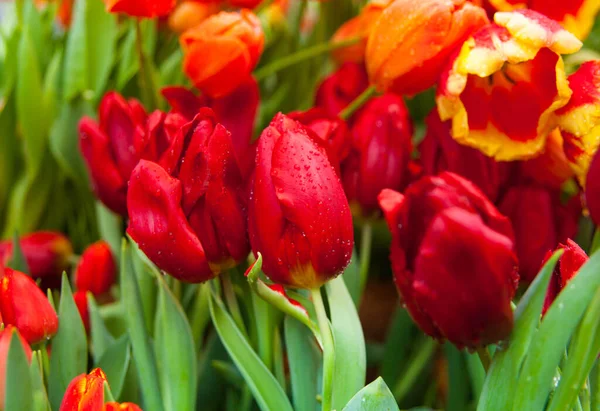 Frühling Hintergrund Der Bunten Tulpenblumen Garten — Stockfoto