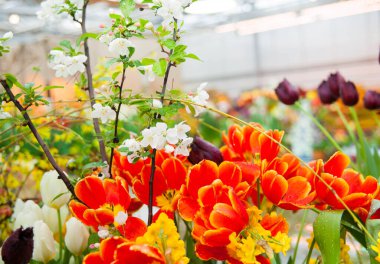 Güzel açan laleler, yakın çekim.