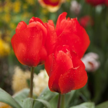 Güzel açan laleler, yakın çekim.