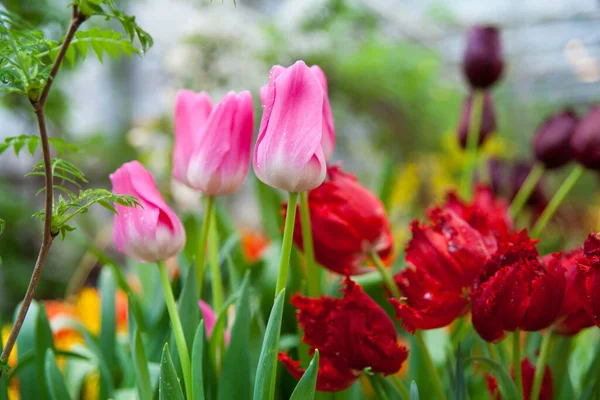 Hermosos Tulipanes Florecientes Primer Plano — Foto de Stock