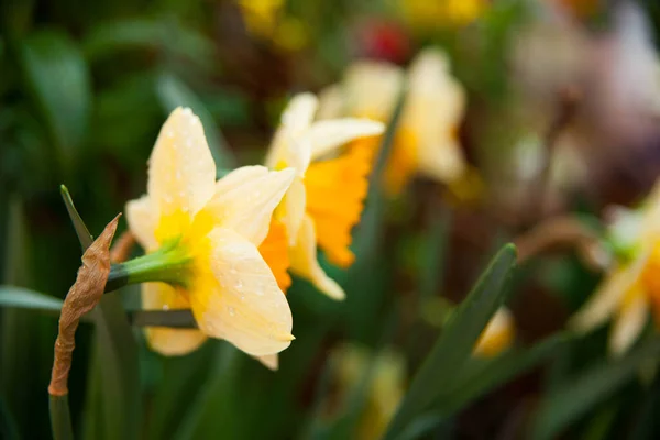 ダフォディルの花の写真を閉じて — ストック写真