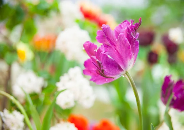 Vackra Blommande Tulpaner Närbild Skott — Stockfoto