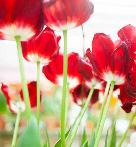 Hermosos Tulipanes Florecientes Primer Plano — Foto de Stock