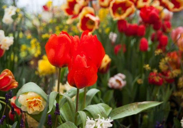 Bellissimi Tulipani Fiore Colpo Vicino — Foto Stock