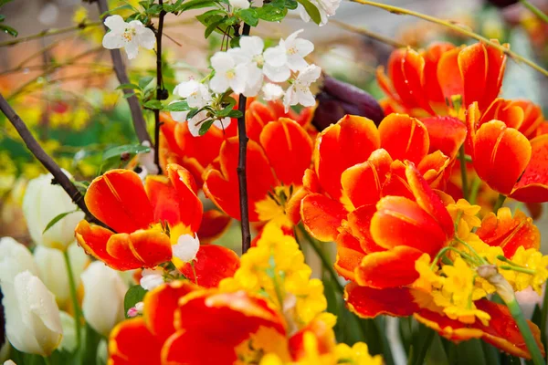 Hermosos Tulipanes Florecientes Primer Plano — Foto de Stock
