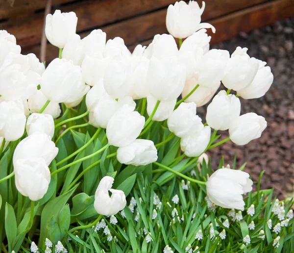 Hermosos Tulipanes Florecientes Primer Plano — Foto de Stock