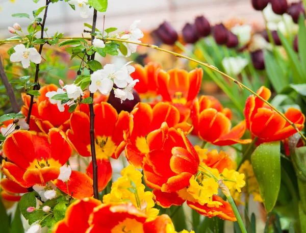 Vackra Blommande Tulpaner Närbild Skott — Stockfoto