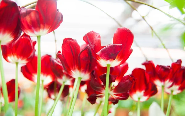 Hermosos Tulipanes Florecientes Primer Plano — Foto de Stock