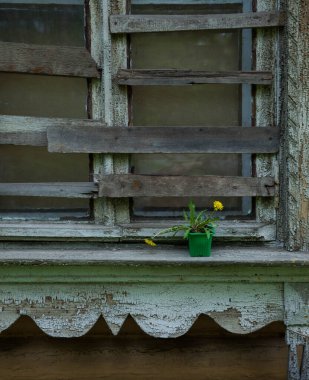 Kırsal arka planda saksıda karahindibalar