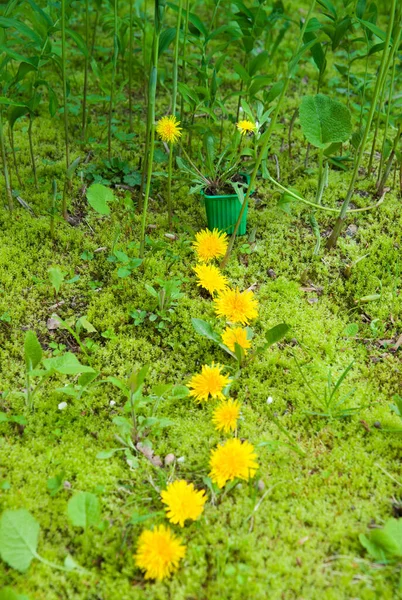 Florescendo Dente Leão Amarelo Gramado Verde — Fotografia de Stock