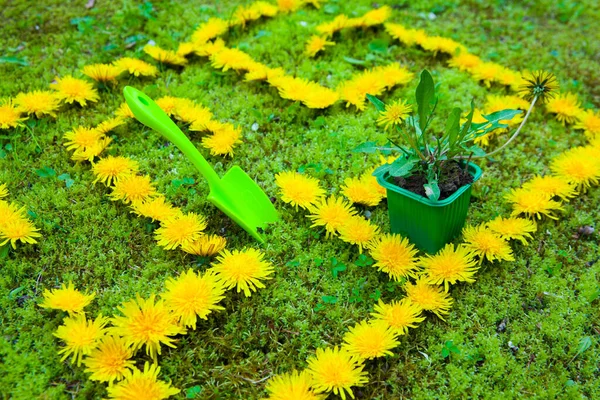 Labirinto Dentes Leão Com Ferramentas Jardinagem Gramado Verde Fotos De Bancos De Imagens