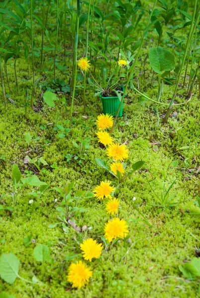 緑の芝生に黄色いタンポポを咲かせ ストック画像