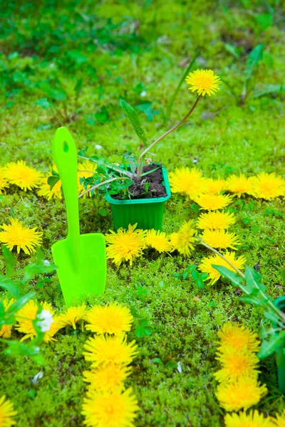 緑の芝生にガーデニングツールとタンポポの迷路 ロイヤリティフリーのストック写真