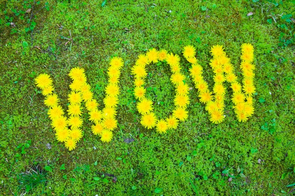 緑の芝生に黄色のタンポポで作られたすごいレタリング ロイヤリティフリーのストック画像