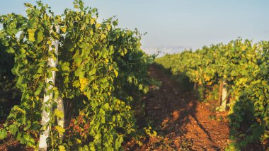 Bahar mevsiminde batan güneşin ışınlarında üzüm bağında genç üzüm çalıları. Ekoloji.