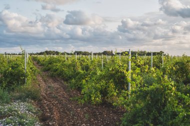 Bahar mevsiminde batan güneşin ışınlarında üzüm bağında genç üzüm çalıları. Ekoloji.
