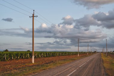 Bahar mevsiminde batan güneşin ışınlarında üzüm bağında genç üzüm çalıları. Ekoloji.