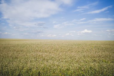Mavi gökyüzüne karşı beyaz çiçekli karabuğday tarlası, doğal ışık