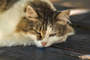 Çocuk parkındaki bir bankta uyuyan tüylü kedi.