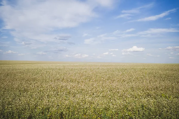 Mavi gökyüzüne karşı beyaz çiçekli karabuğday tarlası, doğal ışık