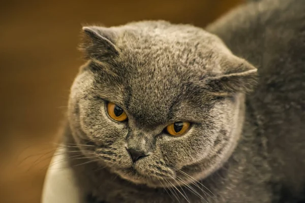 Portrait Gray Cat British Breed Close Natural Light — Stock Photo, Image