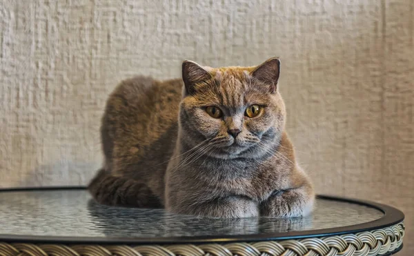 Porträtt Grå Katt Brittisk Ras Närbild Naturligt Ljus — Stockfoto