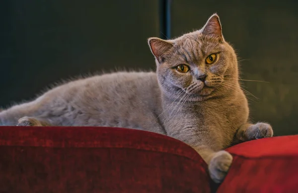 Porträtt Grå Katt Brittisk Ras Närbild Naturligt Ljus — Stockfoto