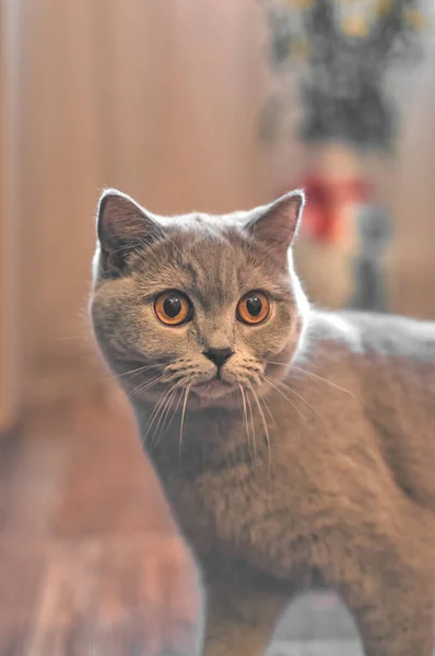 灰色の猫の肖像自然光の中で英国の品種のクローズアップ ストック写真