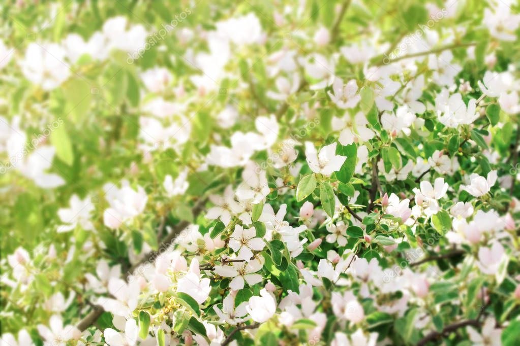 Blossoms of quince tree close up. Spring floral background