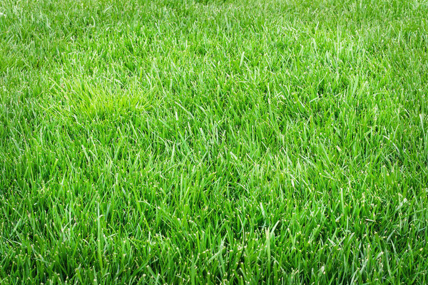 Grass field close up. Green grass texture