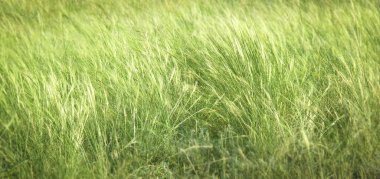 Pirinç tarlasını kapatın. Yeşil çimen doğal dokusu. Yaz düz geniş soyut arkaplan