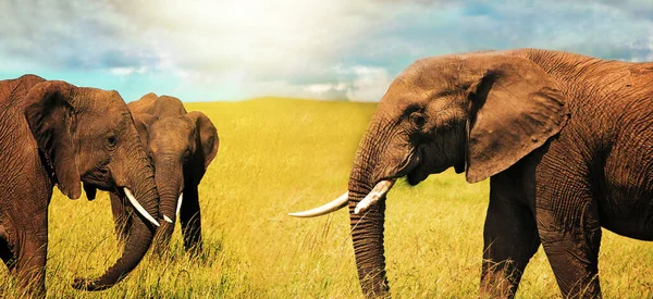 Afrika bozkırlarında otlayan yetişkin Afrika filleri (Loxodonta africana). Afrika 'nın manzarası. Panoramik resim