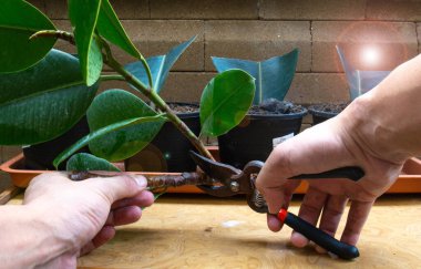 How To Start A Rubber Tree Plant: Propagation Step 2. Cut branches at an angle of 45 degrees .Indoor Trees for Every Room of Your House. air purifying plant  clipart