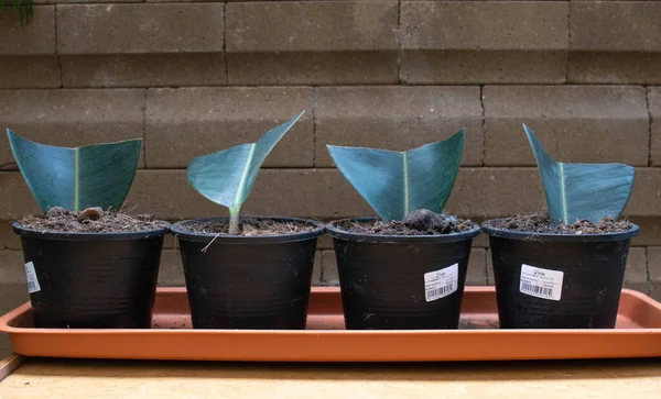 Propagación Planta Caucho Una Maceta Pulgadas Planta Purificadora Aire —  Fotos de Stock