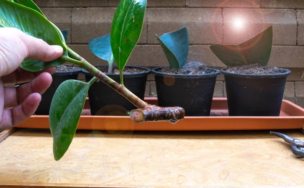 橡胶植物在切断枝条45度以后的繁殖过程 室内树木为您的房子的每个房间 空气净化厂 — 图库照片
