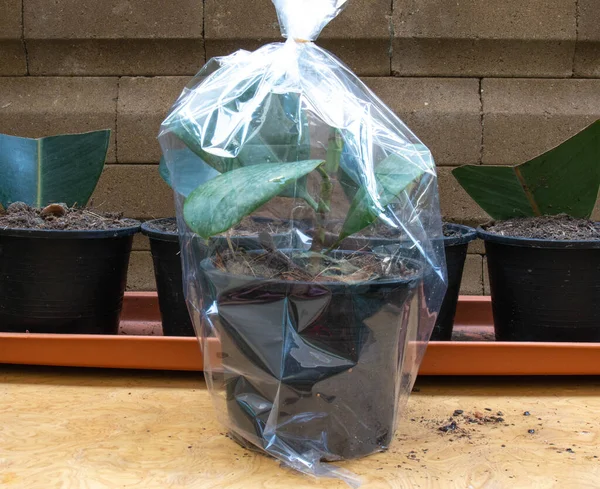 How Start Rubber Tree Plant Propagation Weeks Rubber Plant Tree — Stok fotoğraf