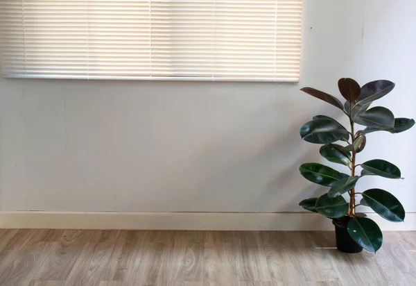 Indian rubber tree Air purifier tree Was decorated inside the house Laying with rubber tiles It is a  modern house style.rubber plant Is an air purifier tree that is currently popular to decorat