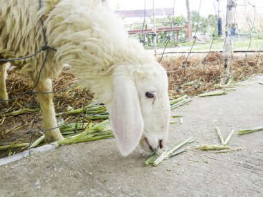 A koyun kadar yakın çim yeme