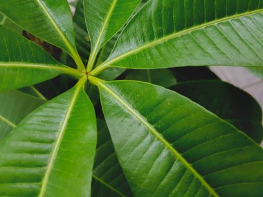 Yeşil yaprak Plumeria