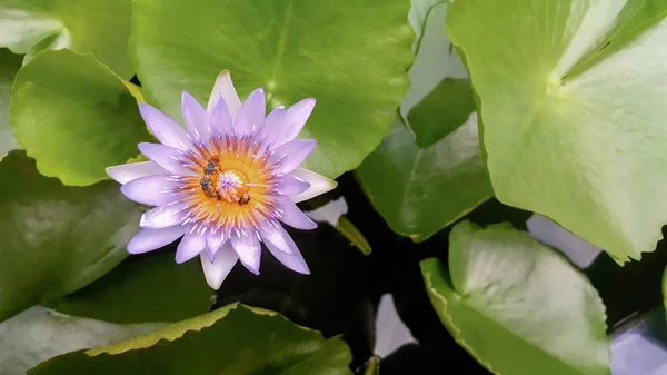 Light violet lotus with green leaves