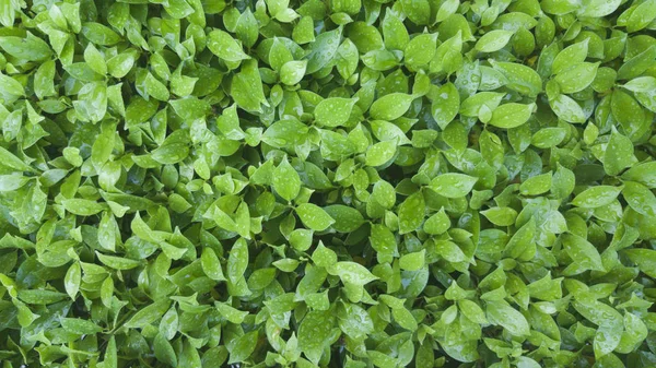 Hojas Verdes Para Fondo — Foto de Stock