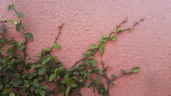 Zelený Břečťan Staré Zdi Omítky Růžová — Stock fotografie