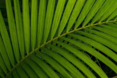 Gölgeli yeşil tropik palmiye yaprağı. Doğal arkaplan ve duvar kağıdı