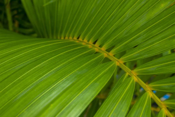 Groene Tropische Palmblad Met Schaduw Natuurlijke Achtergrond Behang — Stockfoto