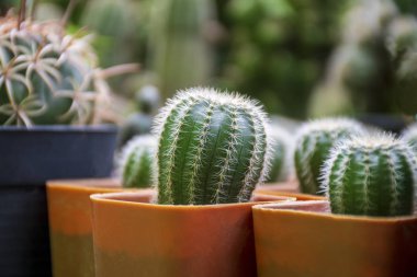 Cactus in close up detail with selective focus on blur background