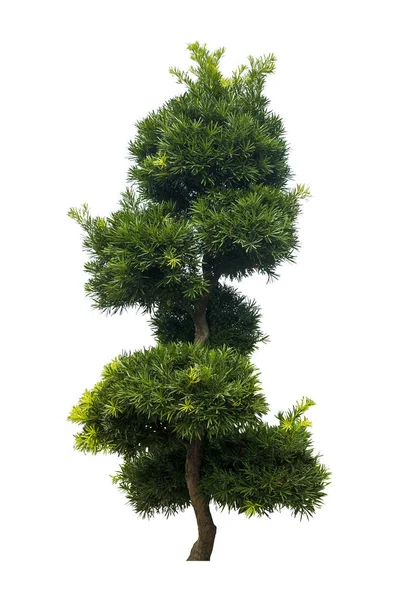 Bellissimo Albero Deciduo Verde Fresco Isolato Sfondo Bianco Puro Grafica — Foto Stock