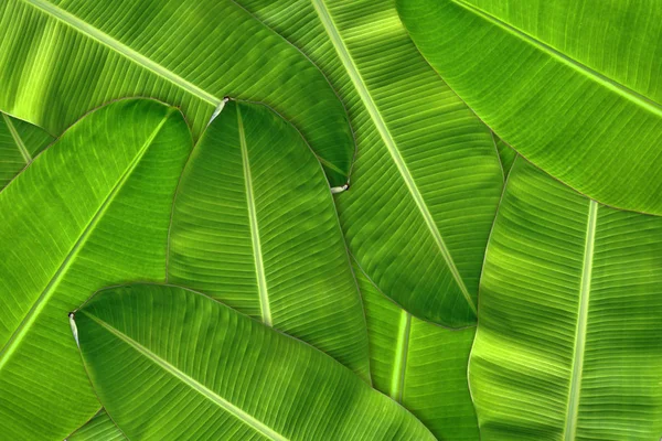 Fresh Green Banana Leaves Stacked Background — Stock Photo, Image